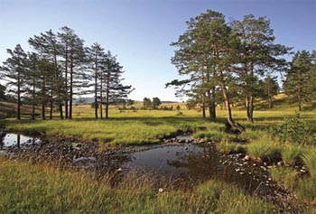 Landscape